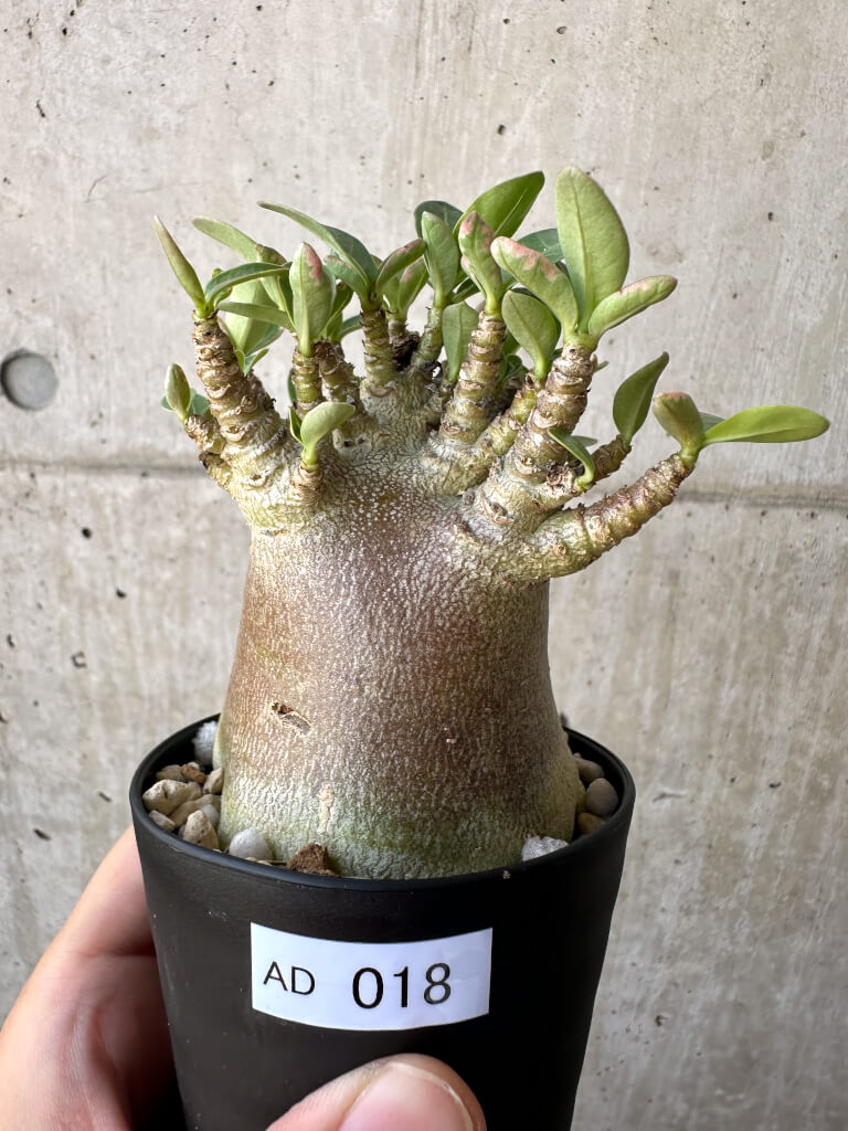 【現品限り】アデニウム・アラビカム ブラックスキン【AD18】 Adenium arabicum ‘Black skin’