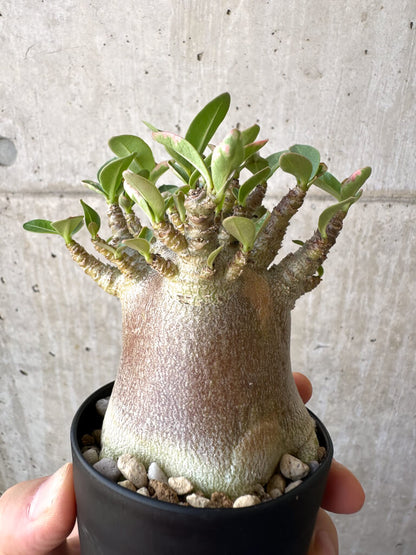 【現品限り】アデニウム・アラビカム ブラックスキン【AD18】 Adenium arabicum ‘Black skin’