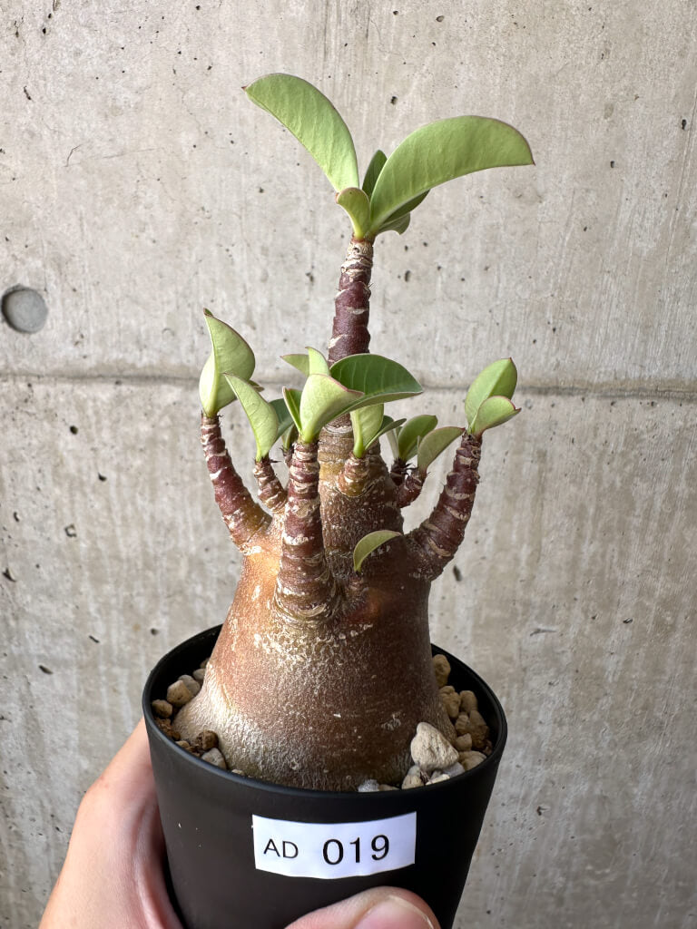 【現品限り】アデニウム・アラビカム ブラックスキン【AD19】 Adenium arabicum ‘Black skin’