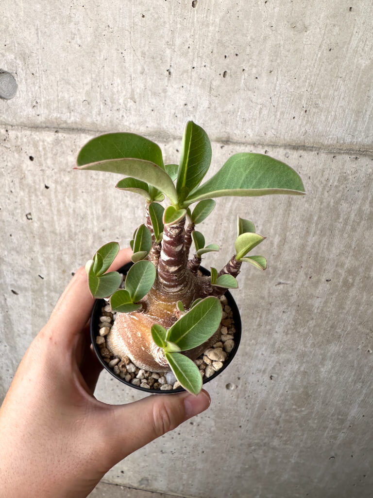 【現品限り】アデニウム・アラビカム ブラックスキン【AD19】 Adenium arabicum ‘Black skin’