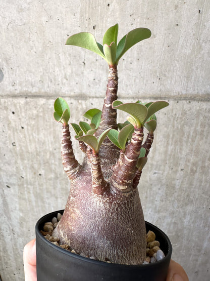 【現品限り】アデニウム・アラビカム ブラックスキン【AD19】 Adenium arabicum ‘Black skin’