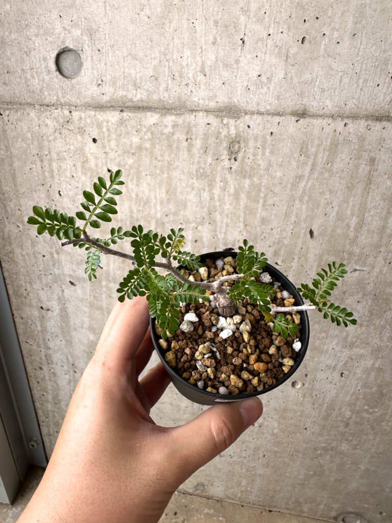 【現品限り】オペルクリカリア・パキプス 根挿し【AD1】 Operculicarya pachypus