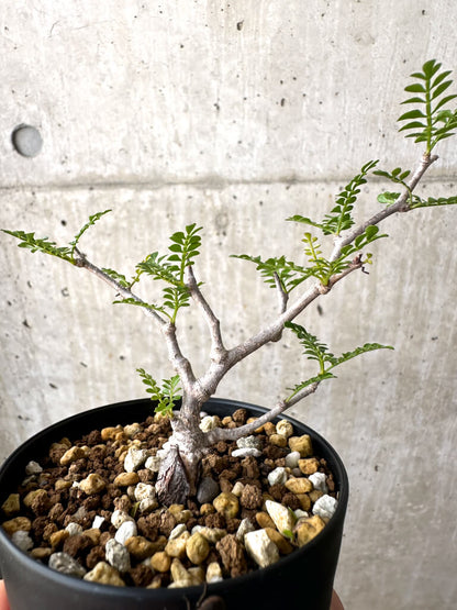 【現品限り】オペルクリカリア・パキプス 根挿し【AD1】 Operculicarya pachypus