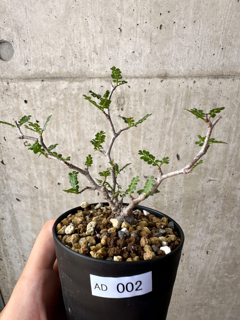 【現品限り】オペルクリカリア・パキプス 根挿し【AD2】 Operculicarya pachypus