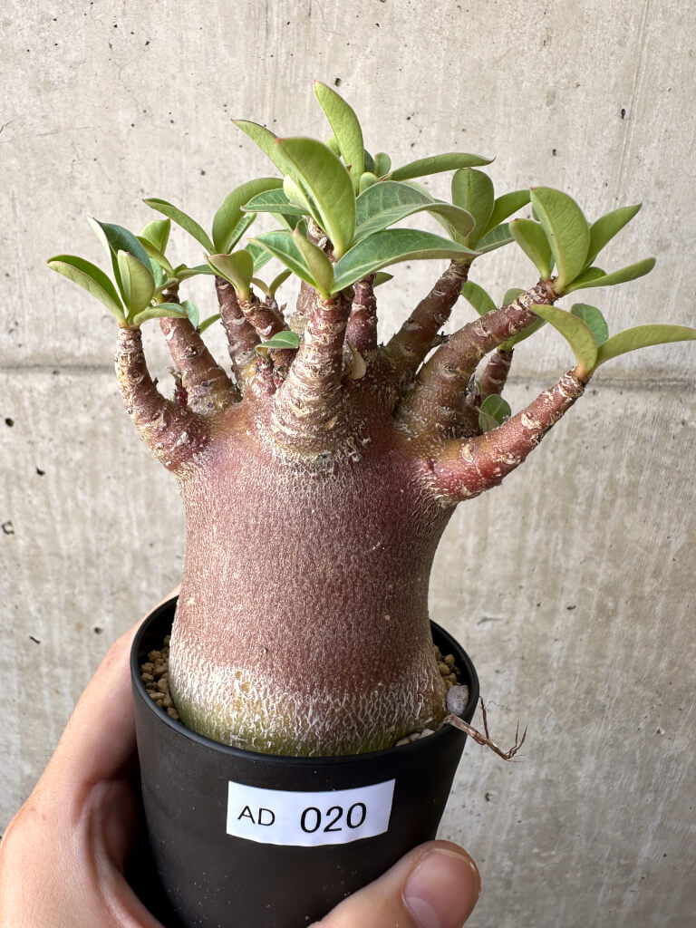 【現品限り】アデニウム・アラビカム ブラックスキン【AD20】 Adenium arabicum ‘Black skin’