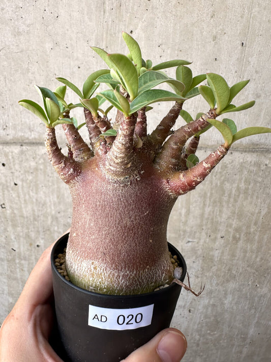 【現品限り】アデニウム・アラビカム ブラックスキン【AD20】 Adenium arabicum ‘Black skin’
