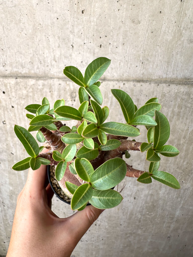 【現品限り】アデニウム・アラビカム ブラックスキン【AD20】 Adenium arabicum ‘Black skin’
