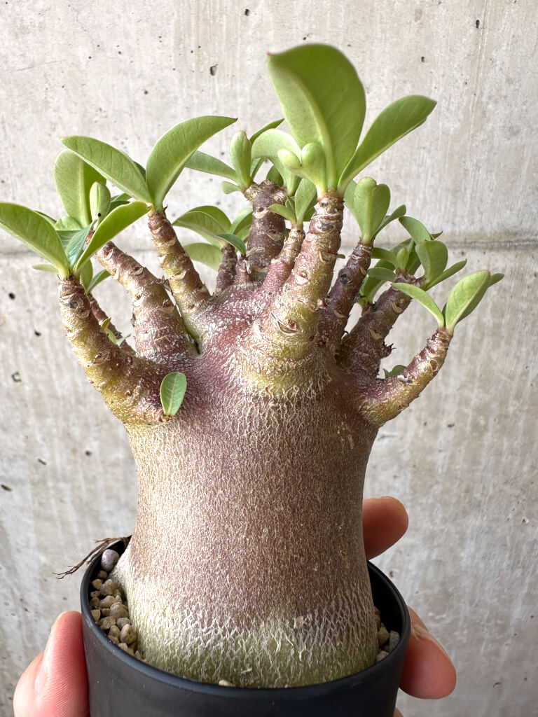 【現品限り】アデニウム・アラビカム ブラックスキン【AD20】 Adenium arabicum ‘Black skin’