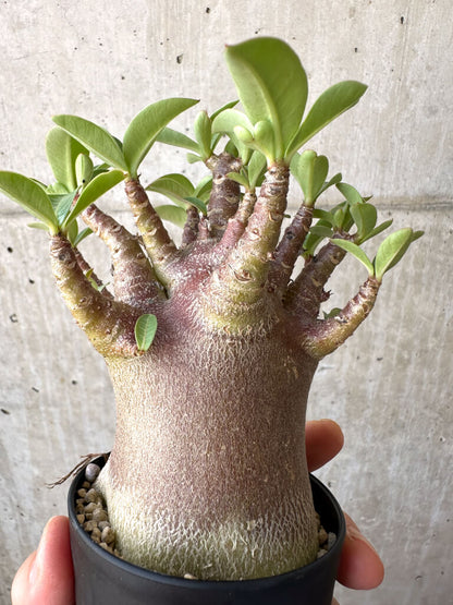 【現品限り】アデニウム・アラビカム ブラックスキン【AD20】 Adenium arabicum ‘Black skin’