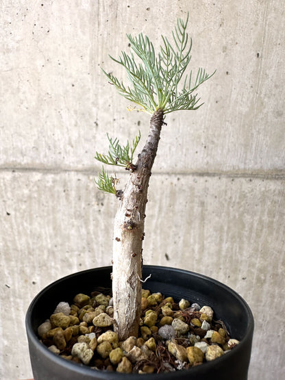 【現品限り】コミフォラ・クラウセリアーナ【AD21】 Commiphora kraeuseliana