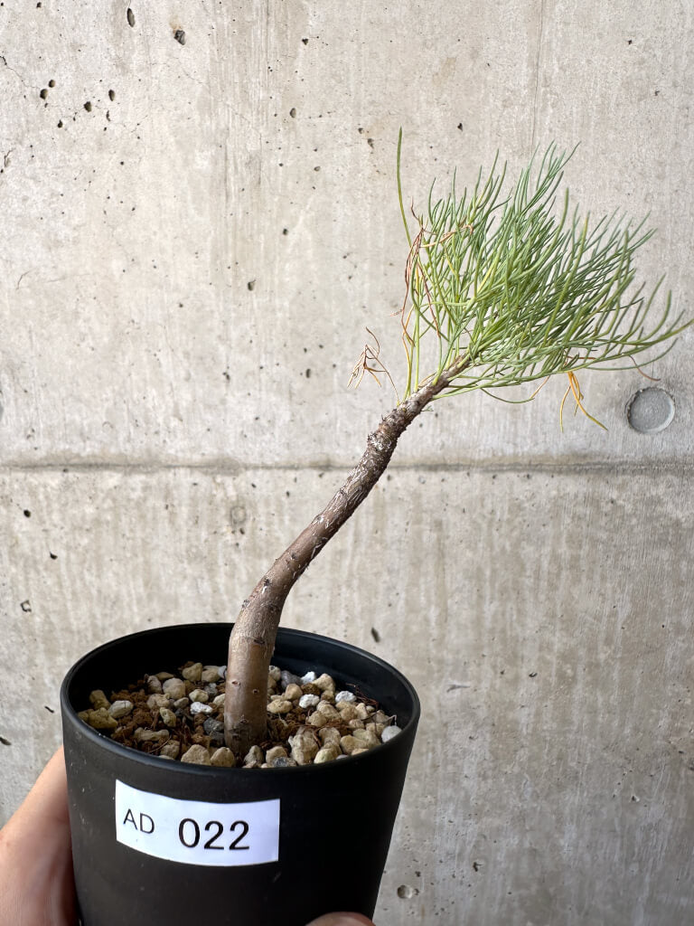 【現品限り】コミフォラ・クラウセリアーナ【AD22】 Commiphora kraeuseliana