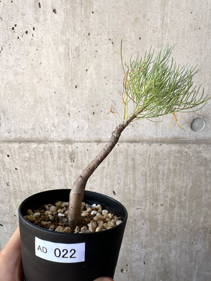 【現品限り】コミフォラ・クラウセリアーナ【AD22】 Commiphora kraeuseliana