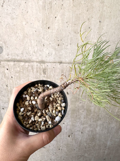 【現品限り】コミフォラ・クラウセリアーナ【AD22】 Commiphora kraeuseliana