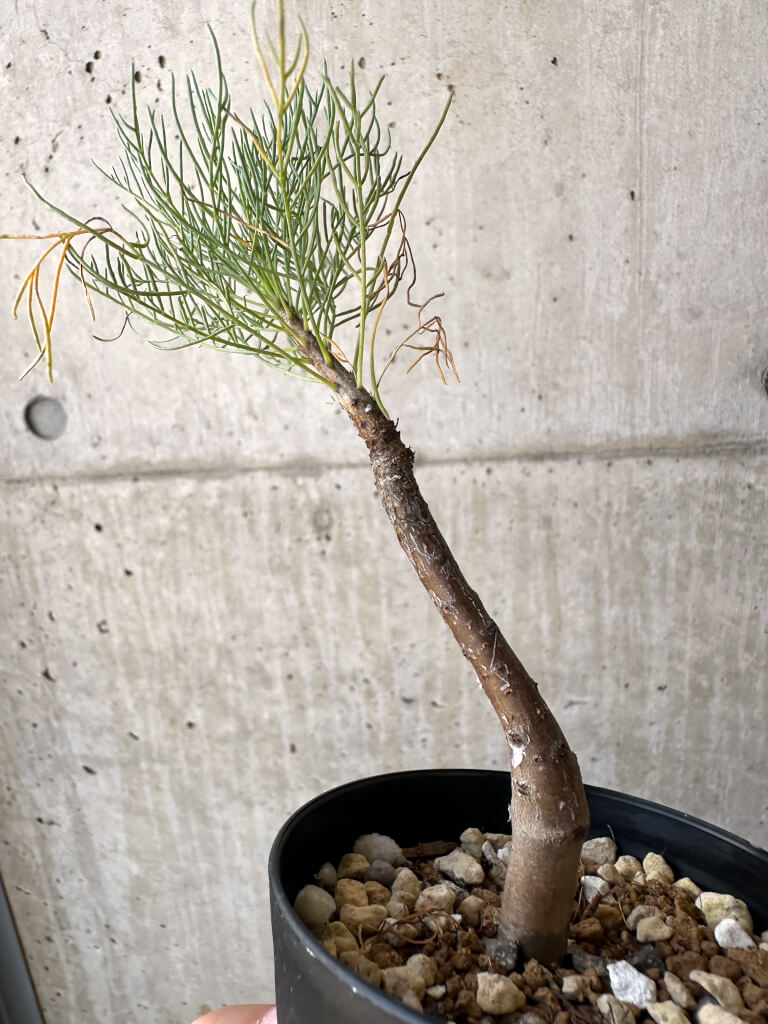 【現品限り】コミフォラ・クラウセリアーナ【AD22】 Commiphora kraeuseliana