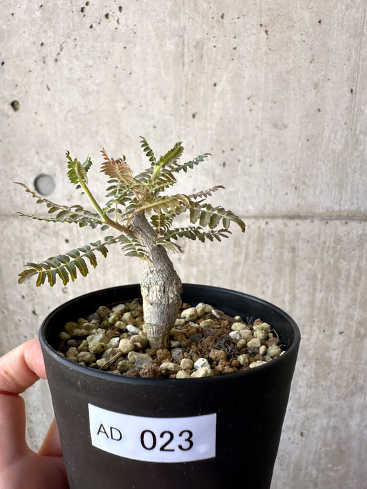 【現品限り】ボスウェリア・ネグレクタ 実生【AD23】 Boswellia neglecta