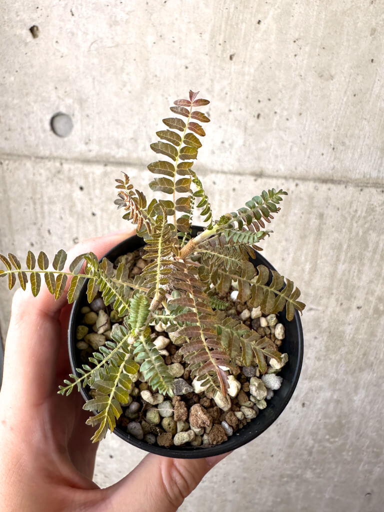 現品限り】ボスウェリア・ネグレクタ 実生【AD23】 Boswellia neglecta