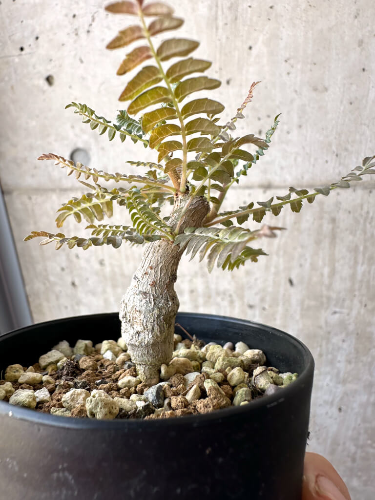 【現品限り】ボスウェリア・ネグレクタ 実生【AD23】 Boswellia neglecta