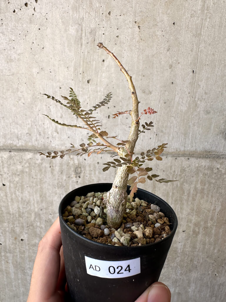 【現品限り】ボスウェリア・ネグレクタ 実生【AD24】 Boswellia neglecta