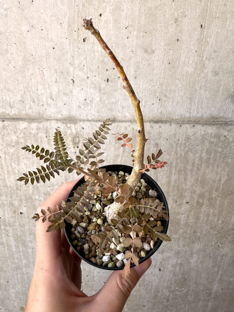 【現品限り】ボスウェリア・ネグレクタ 実生【AD24】 Boswellia neglecta