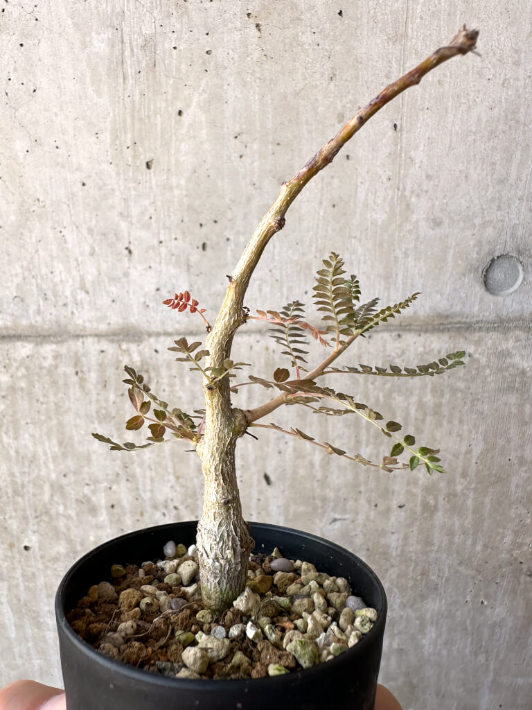 【現品限り】ボスウェリア・ネグレクタ 実生【AD24】 Boswellia neglecta