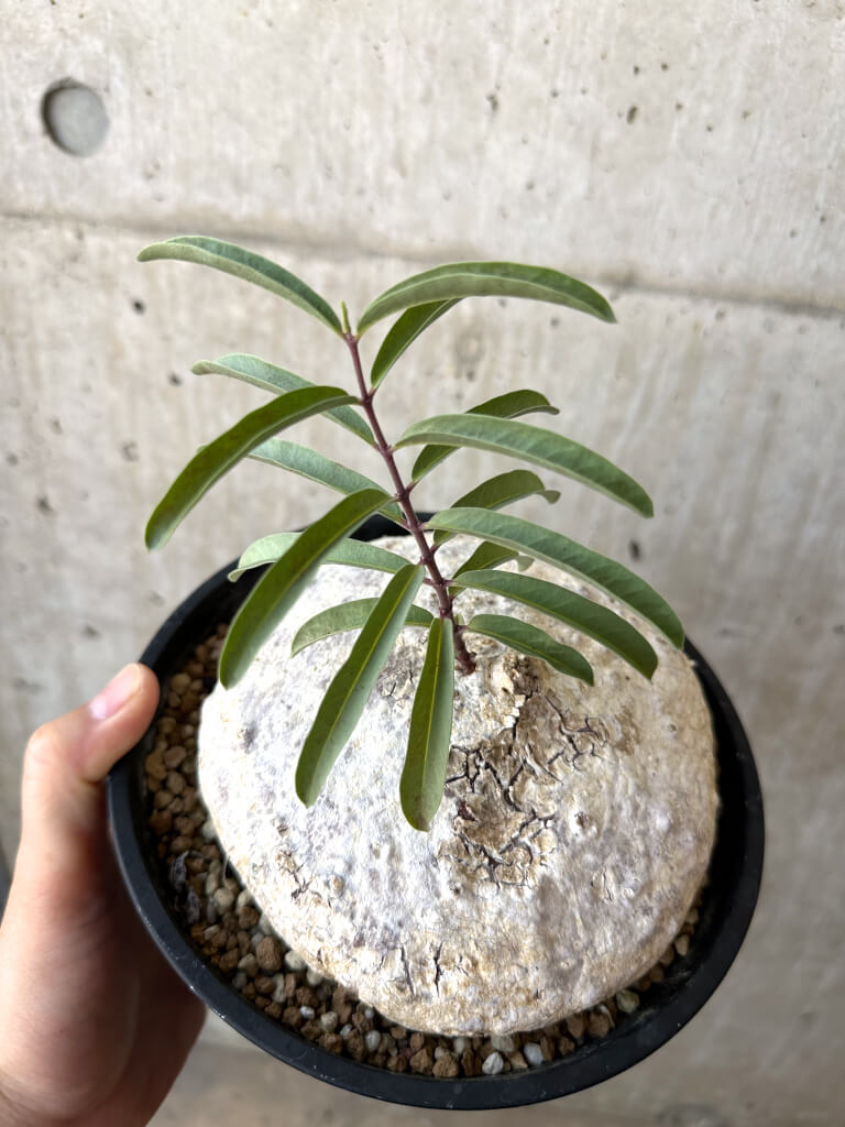 【現品限り】ラフィオナクメ・ベルチナ 現地株 発根済み【AD25】 Raphionacme velutina