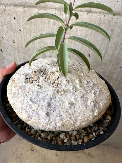 【現品限り】ラフィオナクメ・ベルチナ 現地株 発根済み【AD25】 Raphionacme velutina