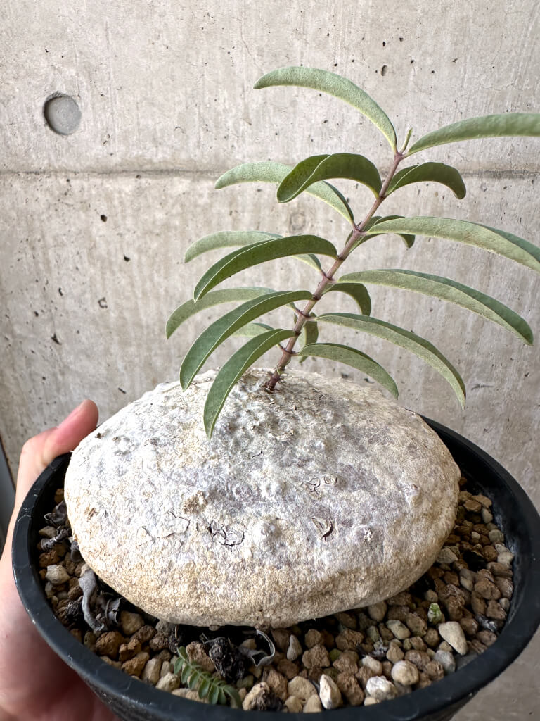 【現品限り】ラフィオナクメ・ベルチナ 現地株 発根済み【AD25】 Raphionacme velutina