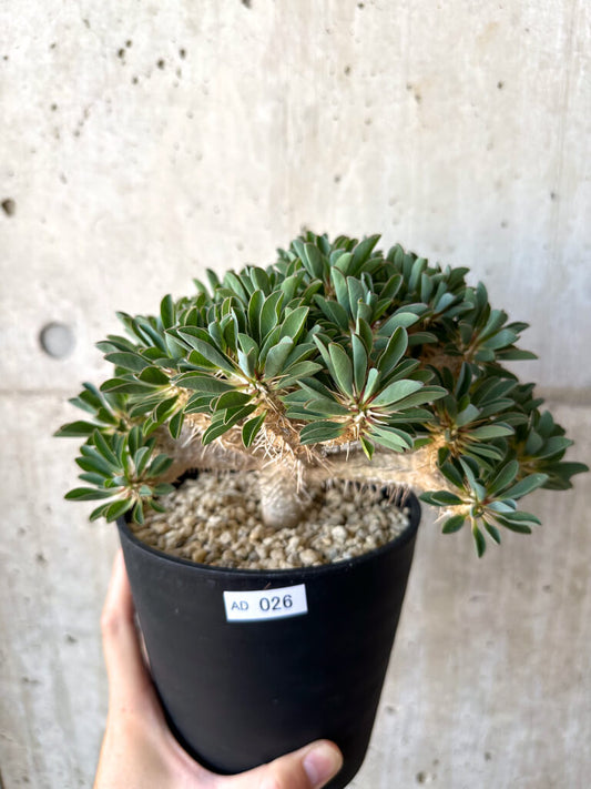 【現品限り】ユーフォルビア・ギラウミニアナ 実生 大株【AD26】 Euphorbia guillauminiana