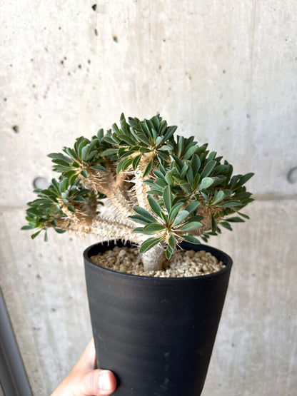 【現品限り】ユーフォルビア・ギラウミニアナ 実生 大株【AD26】 Euphorbia guillauminiana