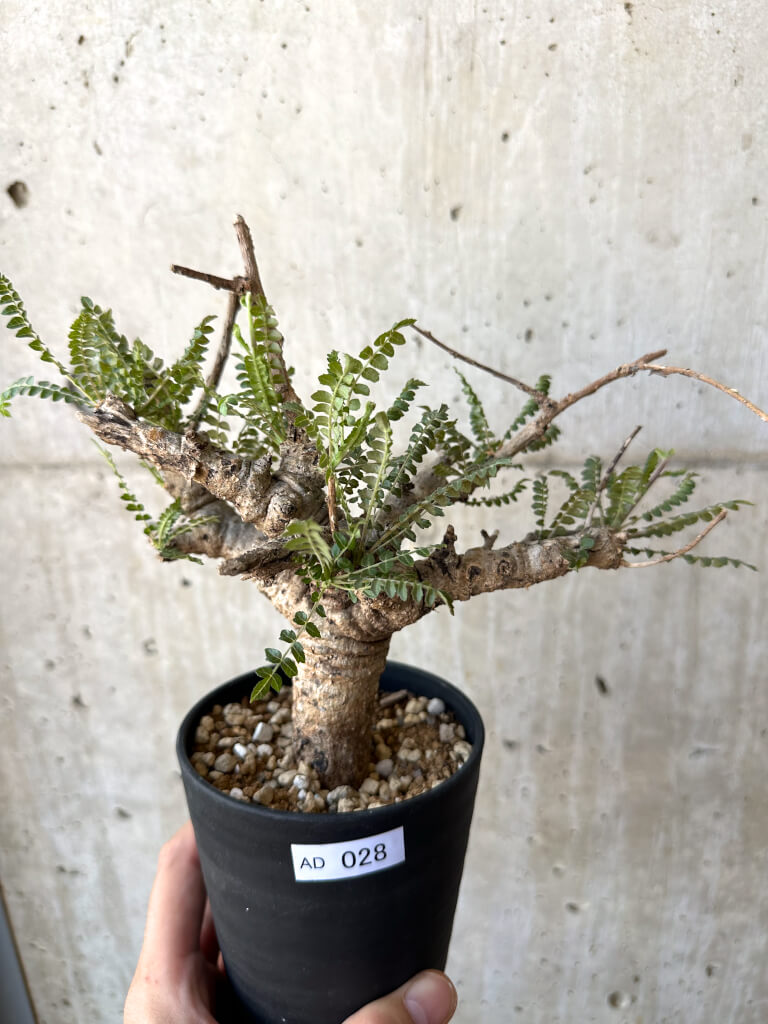 【現品限り】ボスウェリア・ネグレクタ 現地株 発根済み 良いサイズ【AD28】 Boswellia neglecta