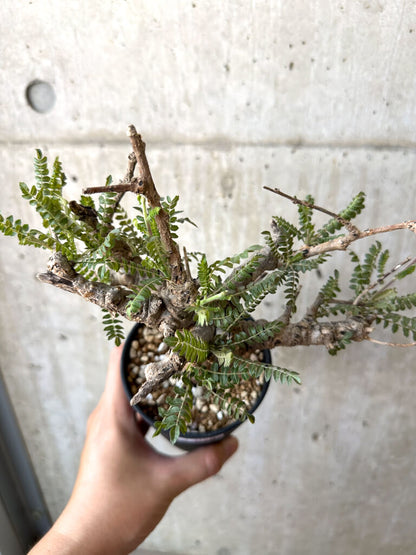 【現品限り】ボスウェリア・ネグレクタ 現地株 発根済み 良いサイズ【AD28】 Boswellia neglecta