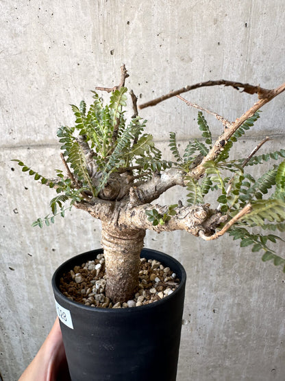 【現品限り】ボスウェリア・ネグレクタ 現地株 発根済み 良いサイズ【AD28】 Boswellia neglecta