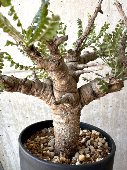 【現品限り】ボスウェリア・ネグレクタ 現地株 発根済み 良いサイズ【AD28】 Boswellia neglecta