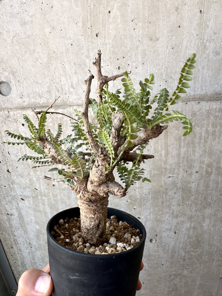 【現品限り】ボスウェリア・ネグレクタ 現地株 発根済み 良いサイズ【AD28】 Boswellia neglecta