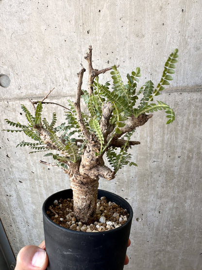 【現品限り】ボスウェリア・ネグレクタ 現地株 発根済み 良いサイズ【AD28】 Boswellia neglecta