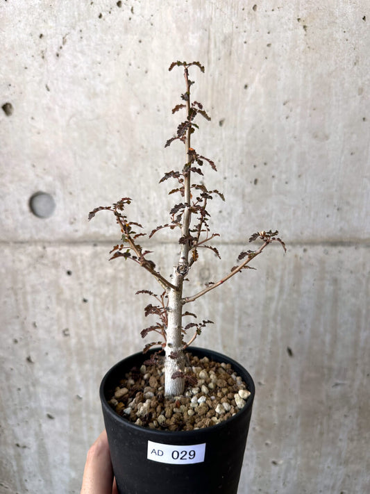 【現品限り】ボスウェリア・ナナ × アスプレニフォリア 実生【AD29】 Boswellia nana x asplenifolia