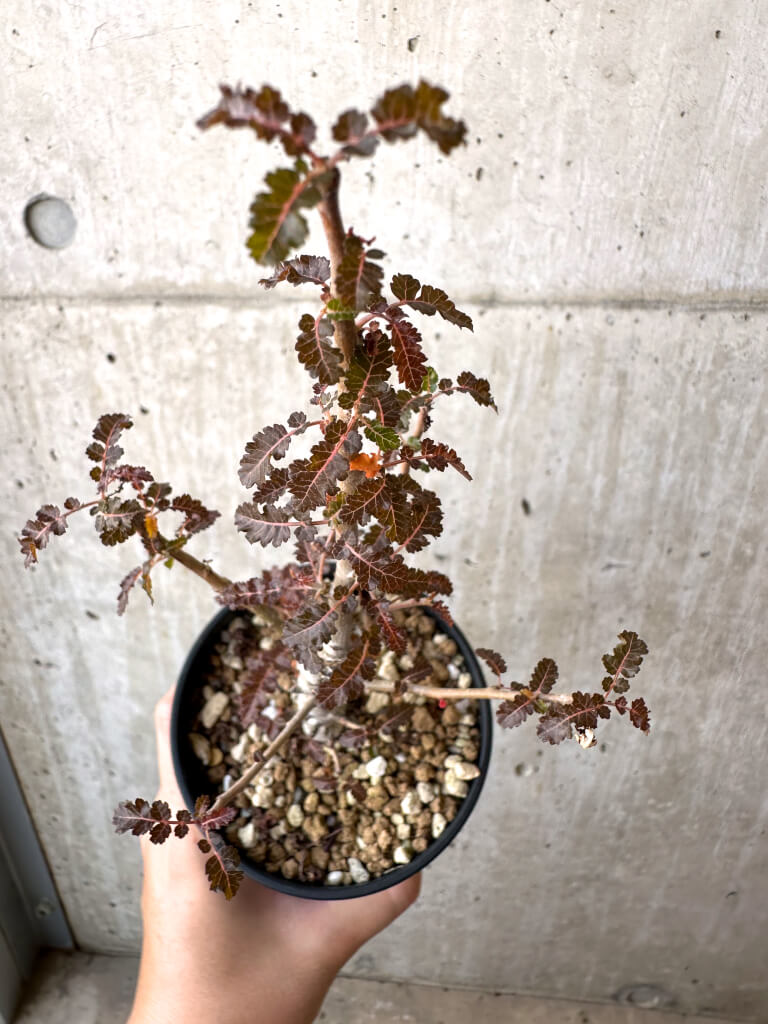 【現品限り】ボスウェリア・ナナ × アスプレニフォリア 実生【AD29】 Boswellia nana x asplenifolia