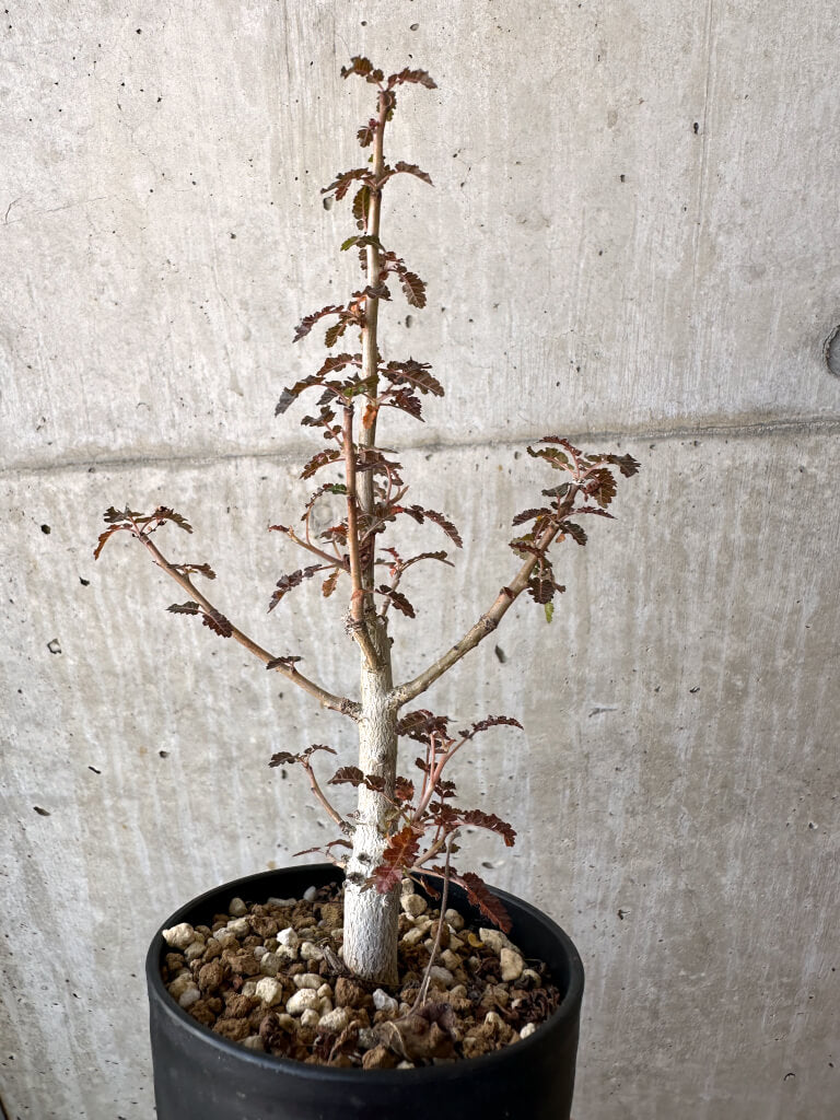 【現品限り】ボスウェリア・ナナ × アスプレニフォリア 実生【AD29】 Boswellia nana x asplenifolia