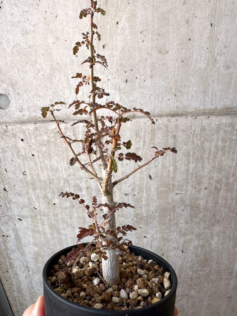 珍奇塊根植物 ボスウェリア フレレアナ 灌木香木乳香 特選実生株 鉢ごと発送 珍奇塊根植物 ボスウェリア フレレアナ 灌木香木乳香 特選実生株 鉢