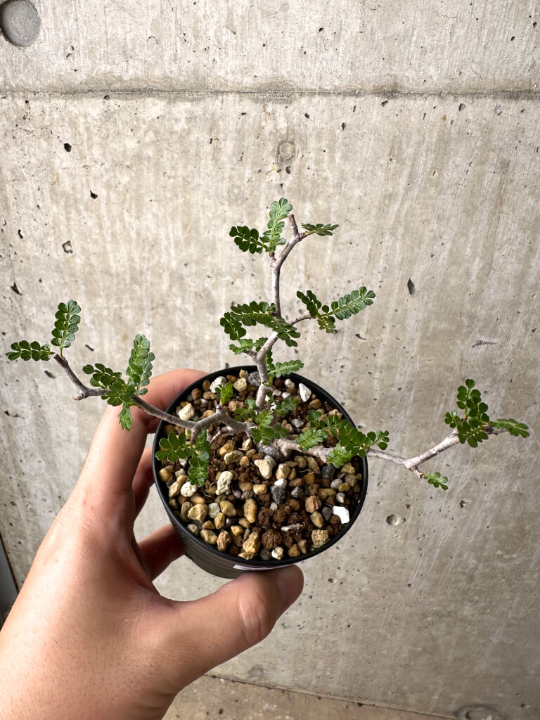 【現品限り】オペルクリカリア・パキプス 根挿し【AD2】 Operculicarya pachypus