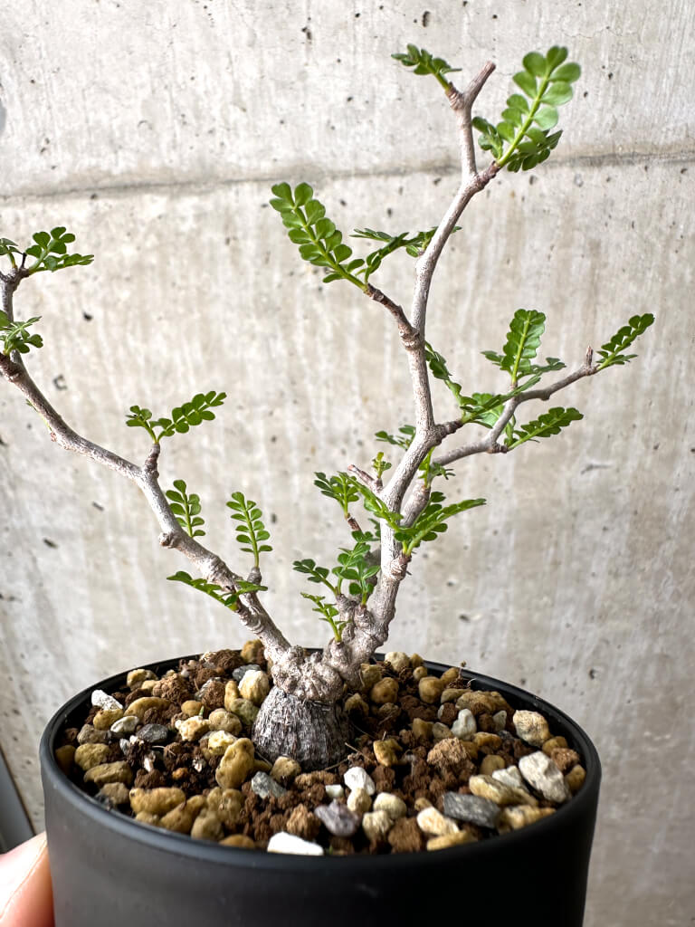 【現品限り】オペルクリカリア・パキプス 根挿し【AD2】 Operculicarya pachypus