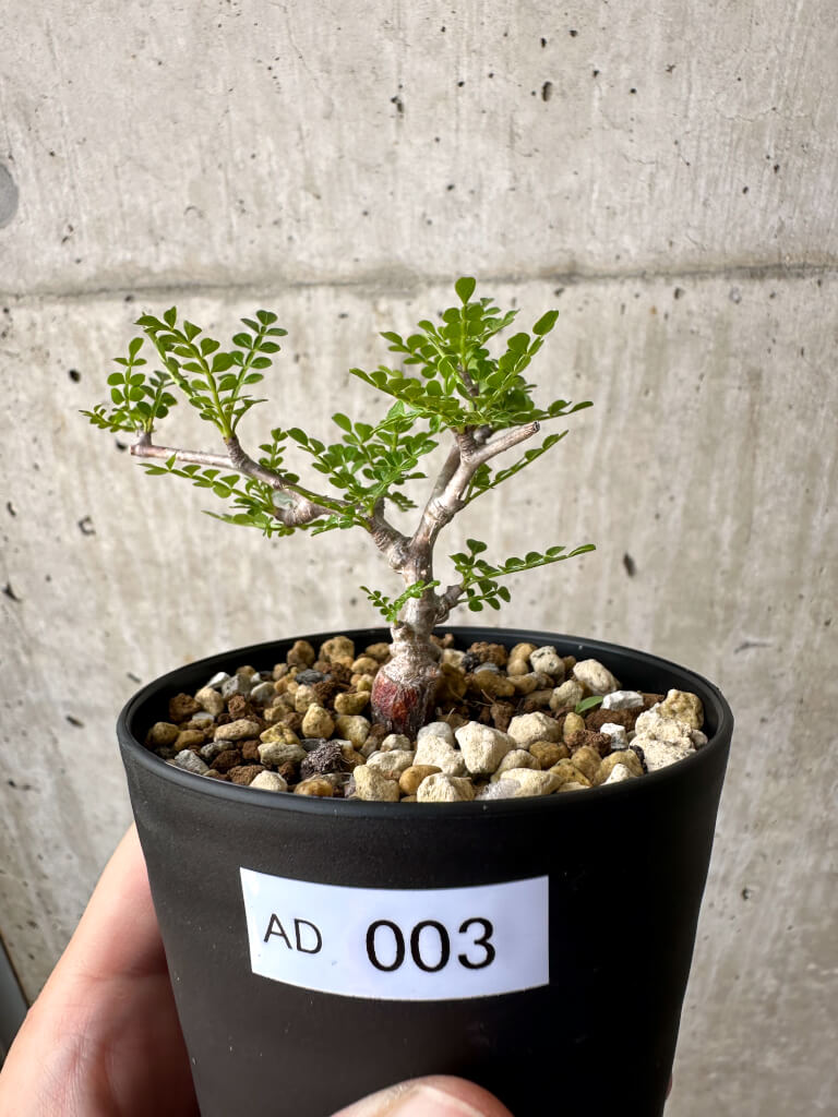 【現品限り】オペルクリカリア・パキプス 根挿し【AD3】 Operculicarya pachypus