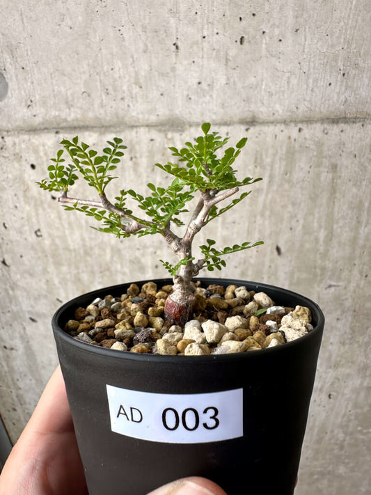 【現品限り】オペルクリカリア・パキプス 根挿し【AD3】 Operculicarya pachypus