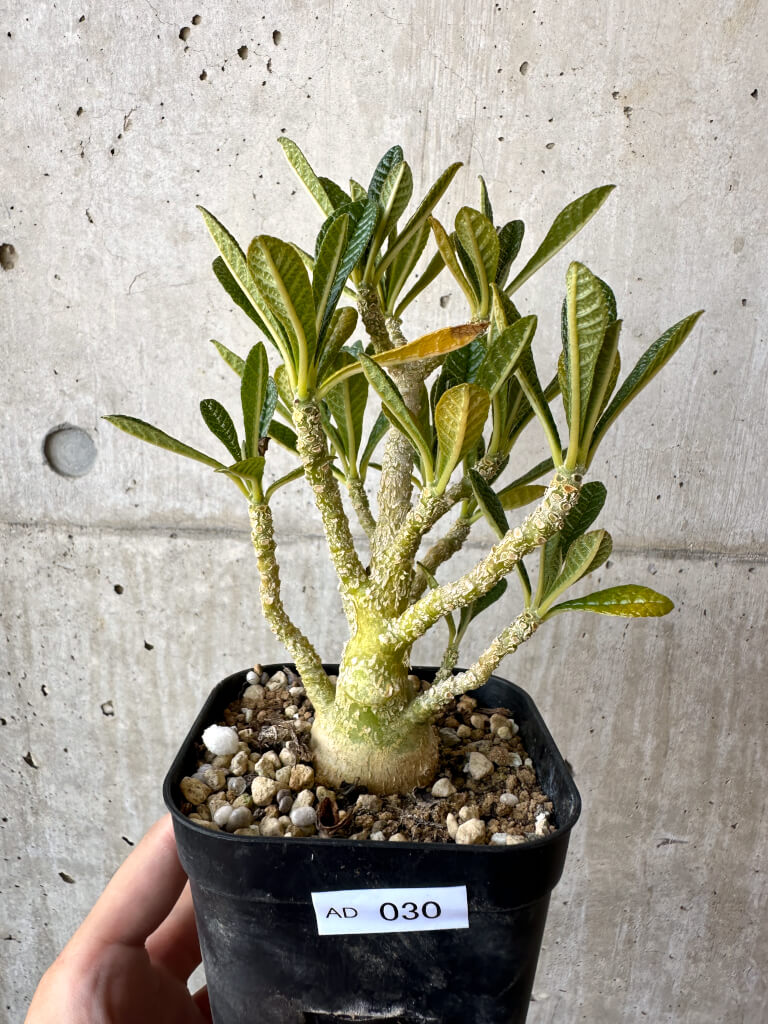 【現品限り】ドルステニア・ギガス 実生【AD30】 Dorstenia gigas