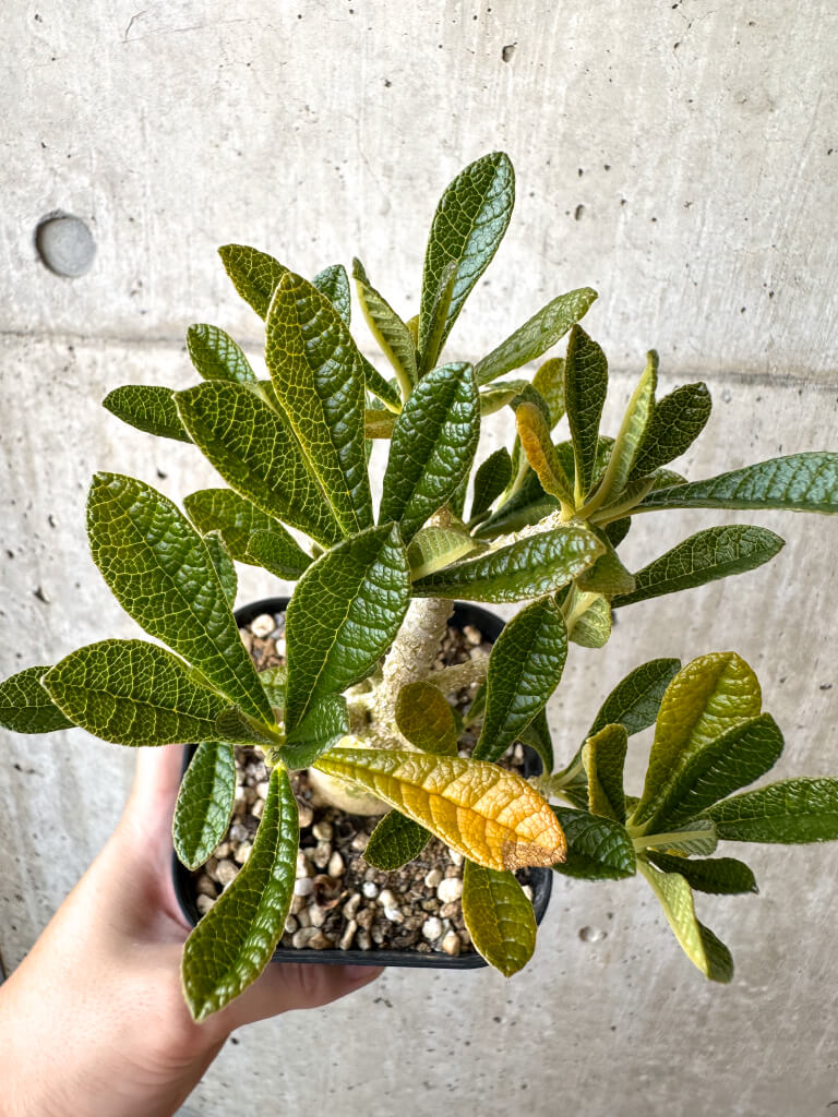 【現品限り】ドルステニア・ギガス 実生【AD30】 Dorstenia gigas