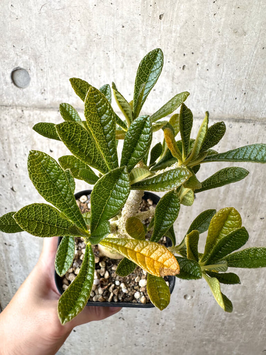 【現品限り】ドルステニア・ギガス 実生【AD30】 Dorstenia gigas