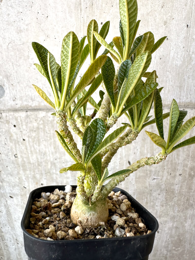 【現品限り】ドルステニア・ギガス 実生【AD30】 Dorstenia gigas