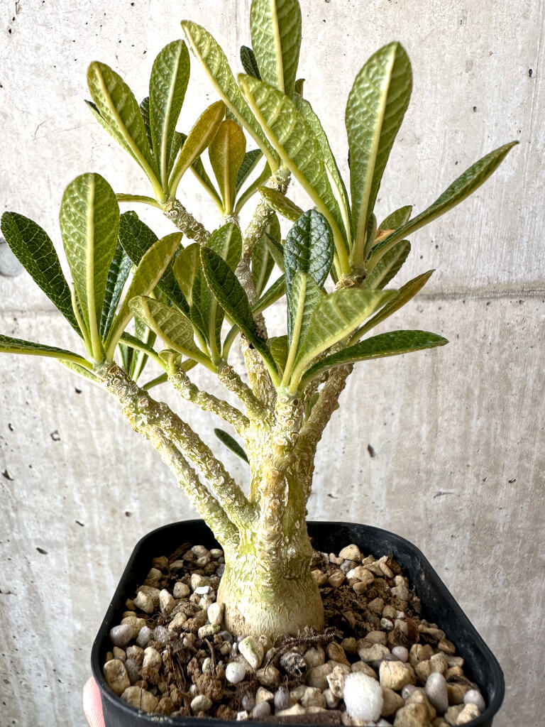 現品限り】ドルステニア・ギガス 実生【AD30】 Dorstenia gigas 塊根