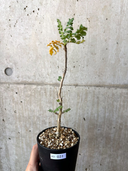 【現品限り】ボスウェリア・サクラ【AD31】 Boswellia sacra