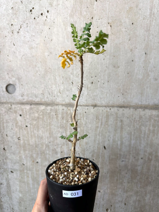 【現品限り】ボスウェリア・サクラ【AD31】 Boswellia sacra